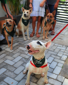 Br_Empresa Vila - VilaPet Convida 2025 (1)